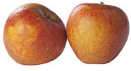 Cox Apples